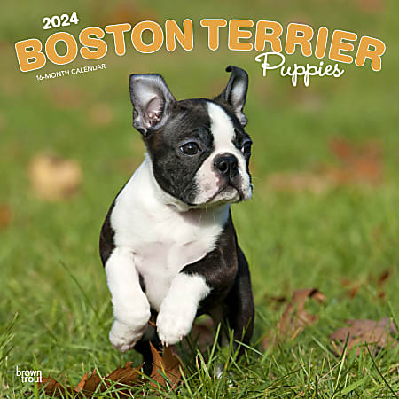 2024 Brown Trout Monthly Square Wall Calendar, 12" x 12", Boston Terrier Puppies, January To December