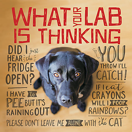 Willow Creek Press 5-1/2" x 5-1/2" Hardcover Gift Book, What Your Lab Is Thinking
