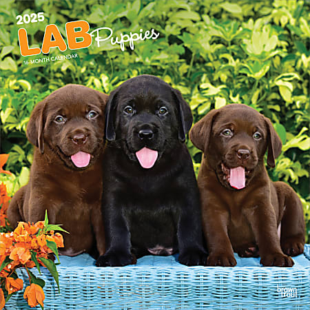 2025 BrownTrout Labrador Retriever Puppies Monthly Plastic-Free Square Wall Calendar, 12" x 12", Dog Breeds, January to December 2025, 9781975477301