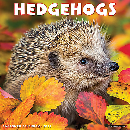 Willow Creek Press Animals Monthly Wall Calendar, 12" x 12", Hedgehogs, January to December 2022, 18286