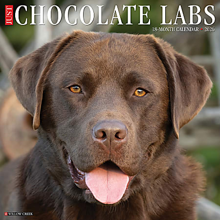 2026 Willow Creek Press Animals Monthly Wall Calendar, 12" x 12", Chocolate Labs, January To December, 50705