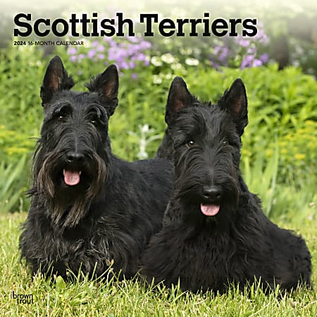 2024 Brown Trout Monthly Square Wall Calendar, 12" x 12", Scottish Terriers, January To December