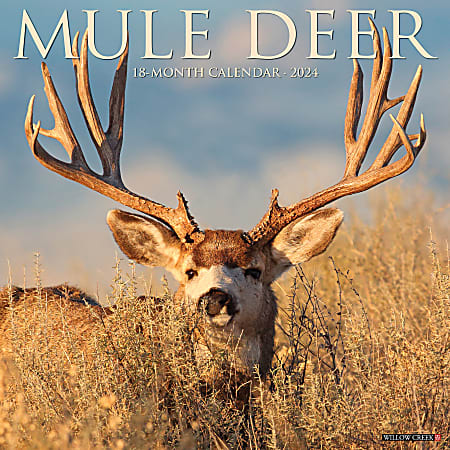 2024 Willow Creek Press Animals Monthly Wall Calendar, 12" x 12", Mule Deer, January To December