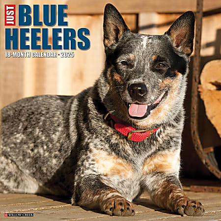 2025 Willow Creek Press Animals Monthly Wall Calendar, 12” x 12”, Blue Heelers, January To December, 41888