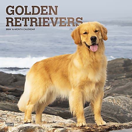 2024 Brown Trout Monthly Square Wall Calendar, 12" x 12", Golden Retrievers, January To December