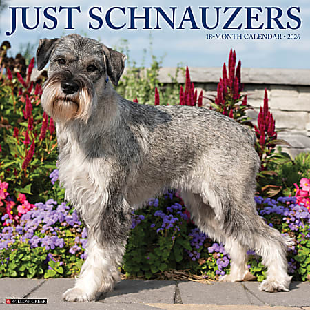 2026 Willow Creek Press Animals Monthly Wall Calendar, 12" x 12", Schnauzers, January To December, 52686