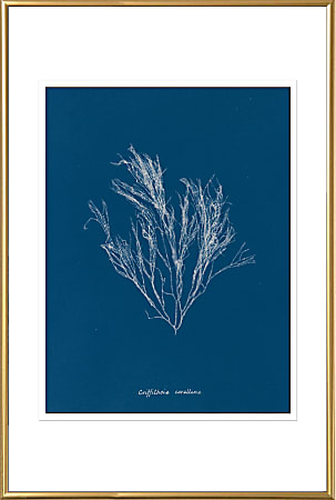 Timeless Frames® Gold Metal Framed Art, 24” x 36”, Delicate Coral III