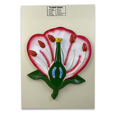 Supertek 3-D Flower Model, Assorted Colors