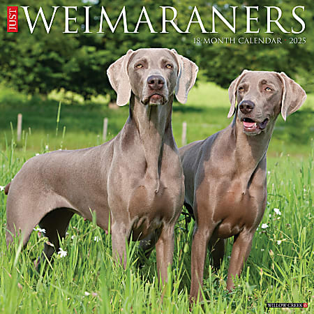 2025 Willow Creek Press Monthly Wall Calendar, 12" x 12", Weimaraners, January 2025 to December 2025, 45312