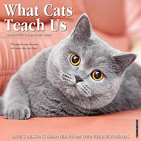 2026 Willow Creek Press Animals Monthly Wall Calendar, 12" x 12", What Cats Teach Us, January To December, 53157