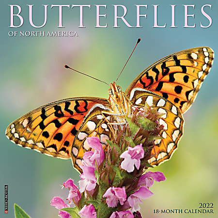 Willow Creek Press Animals Monthly Wall Calendar, 12" x 12", Butterflies of North America, January to December 2022, 17227