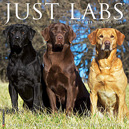 Willow Creek Press Animals Monthly Wall Calendar, Labrador Retriever, 12" x 12", January To December 2021