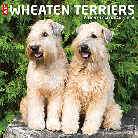 2024 Willow Creek Press Animals Monthly Wall Calendar, 12" x 12", Just Wheaton Terriers, January To December