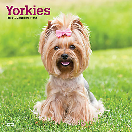 2025 BrownTrout Animals Monthly Plastic-Free Square Wall Calendar, 12" x 12", Yorkshire Terriers, January 2025 To December 2025