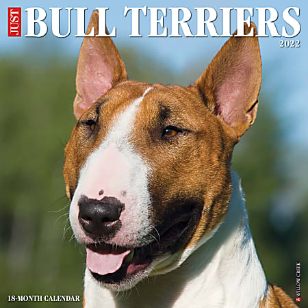Willow Creek Press Animals Monthly Wall Calendar, 12" x 12", Just Bull Terriers, January to December 2022, 17166