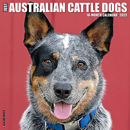 2025 Willow Creek Press Animals Monthly Wall Calendar, 12” x 12”, Australian Cattle Dogs, January To December, 41482
