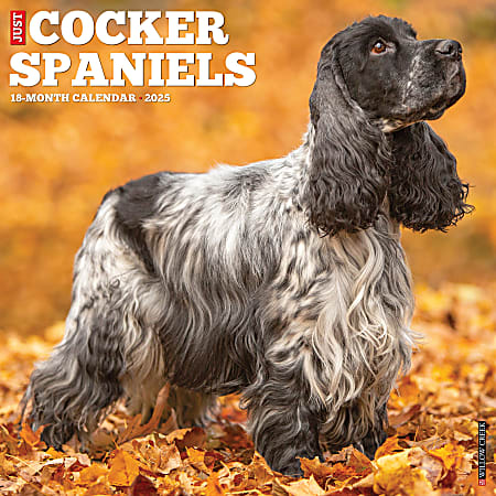 2025 Willow Creek Press Monthly Wall Calendar, 12" x 12", Cocker Spaniels, January 2025 to December 2025, 42496