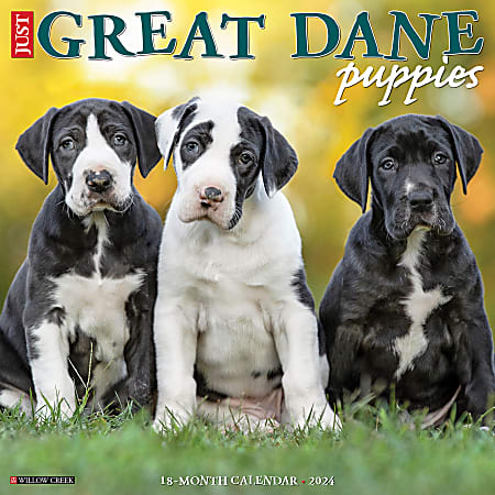 2024 Willow Creek Press Animals Monthly Wall Calendar, 12" x 12", Just Great Dane Puppies, January To December
