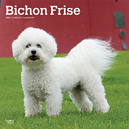 2025 BrownTrout Bichon Frise Monthly Plastic-Free Square Wall Calendar, 12" x 12", Dog Breeds, January to December 2025, 9781975476632