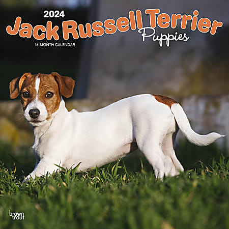 2024 Brown Trout Monthly Square Wall Calendar, 12" x 12", Jack Russell Terrier Puppies, January To December