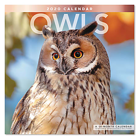 Mead® Owls Monthly Wall Calendar, 12” x 12", January To December 2020, ODE32610