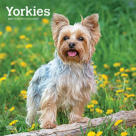 Yorkshire Terriers | 2027 12 x 24 Inch (Hanging) Monthly Square Wall Calendar | Plastic-Free | BrownTrout | Animals Small Dog Breeds Yorkies