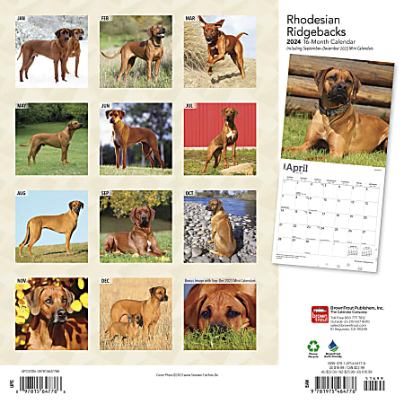 2024 Brown Trout Monthly Square Wall Calendar, 12" x 12", Rhodesian
