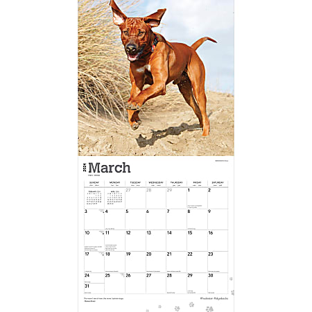 2024 Brown Trout Monthly Square Wall Calendar, 12" x 12", Rhodesian