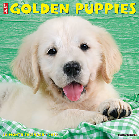 Willow Creek Press Animals Monthly Wall Calendar, 12" x 12", Just Golden Puppies, January to December 2022, 18095