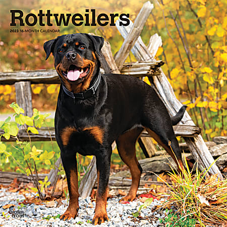 Brown Trout Animals Monthly Wall Calendar, 12" x 12", Rottweilers, January To December 2023