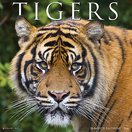 2026 Willow Creek Press Animals Monthly Wall Calendar, 12" x 12", Tigers, January To December, 52969