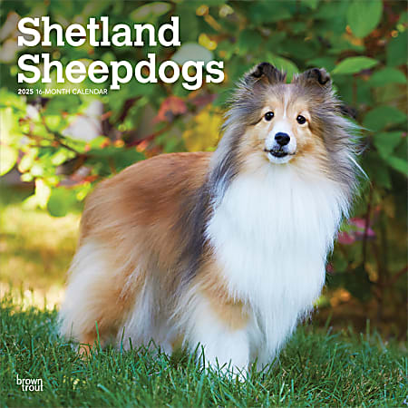 2025 BrownTrout Shetland Sheepdogs Monthly Plastic-Free Square Wall Calendar, 12" x 12", Dog Breeds, January to December 2025, 9781975477721