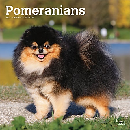 2025 BrownTrout Pomeranians Monthly Plastic-Free Square Wall Calendar, 12" x 12", Dog Breeds, January to December 2025, 9781975477530