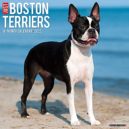 Willow Creek Press Animals Monthly Wall Calendar, 12" x 12", Just Boston Terriers, January to December 2022, 17081