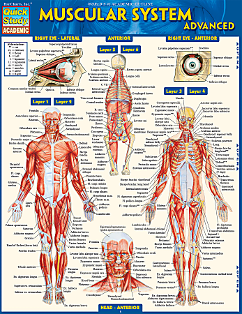 QuickStudy Guide, Medical Terminology: The Body