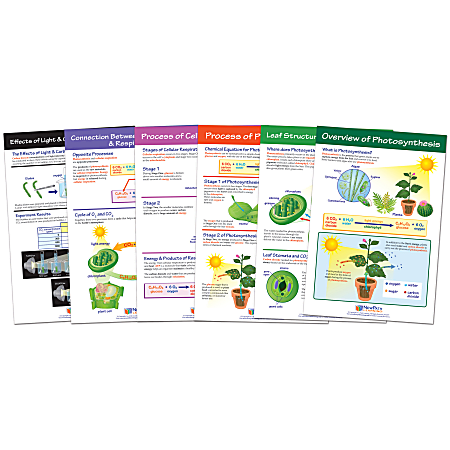 NewPath Learning Photosynthesis Bulletin Board Chart Sets, Grades 3 5, Pack Of 6 Sets