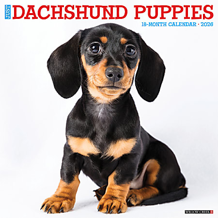 2026 Willow Creek Press Animals Monthly Wall Calendar, 12" x 12", Dachshund Puppies, January To December, 50927