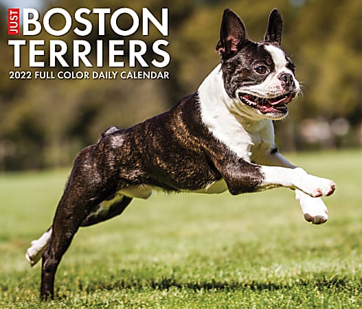 Willow Creek Press Page-A-Day Daily Desk Calendar, 5-1/2" x 6-1/4", Boston Terriers, January To December 2022