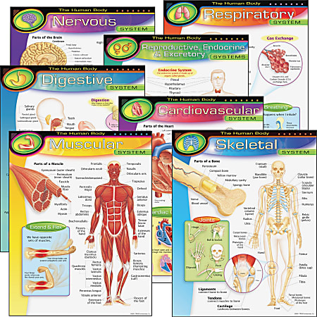 Trend® Learning Chart Pack, The Human Body