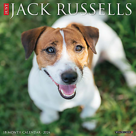 2024 Willow Creek Press Animals Monthly Wall Calendar, 12" x 12", Just Jack Russells, January To December