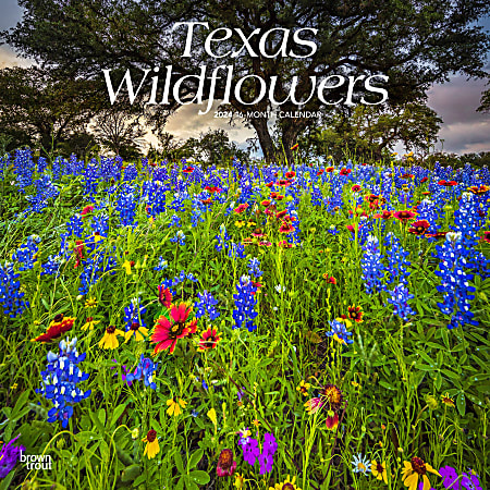 2024 Brown Trout Monthly Square Wall Calendar, 12" x 12", Texas Wildflowers, January To December