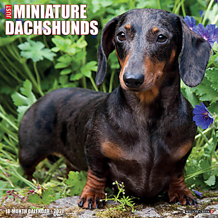 Willow Creek Press Animals Monthly Wall Calendar, Miniature Dachshunds, 12" x 12", January To December 2021