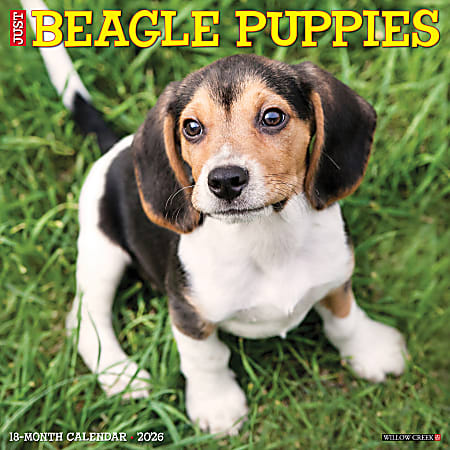 2026 Willow Creek Press Animals Monthly Wall Calendar, 12" x 12", Beagle Puppies, January To December, 50132
