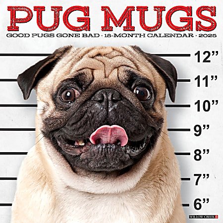 2025 Willow Creek Press Monthly Wall Calendar, 12" x 12", Pug Mugs, January 2025 to December 2025, 44551