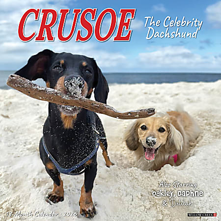 2026 Willow Creek Press Animals Monthly Wall Calendar, 12" x 12", Crusoe the Celebrity Dachshund, January To December, 50910