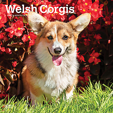 Brown Trout Animal Monthly Wall Calendar, 12” x 12”, Corgis, January To December 2022