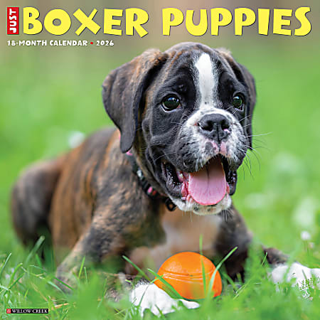 2026 Willow Creek Press Animals Monthly Wall Calendar, 12" x 12", Boxer Puppies, January To December, 50361