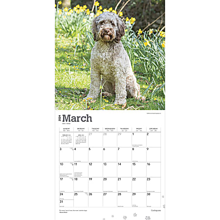 2024 Brown Trout Monthly Square Wall Calendar, 12" x 12", Cockapoos