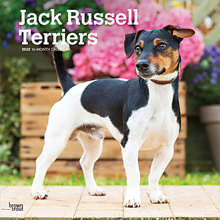 2025 BrownTrout Jack Russell Terriers Monthly Plastic-Free Square Wall Calendar, 12" x 12", Dog Breeds, January to December 2025, 9781975477233