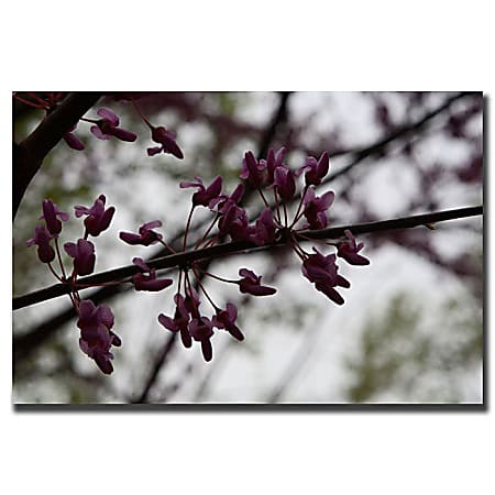 Trademark Global Purple Bloom Gallery-Wrapped Canvas Print By Cary Hahn, 24"H x 32"W
